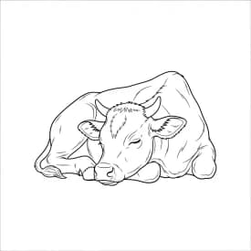 desenho de boi para colorir