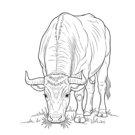 desenho de boi para colorir