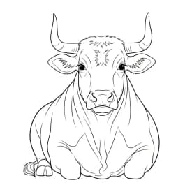 desenho de boi para colorir