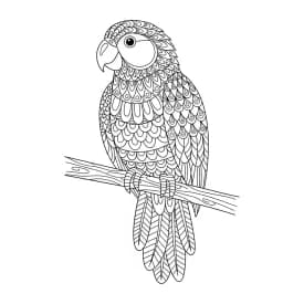 desenho de Adult para colorir