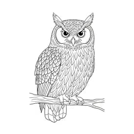 desenho de Adult para colorir