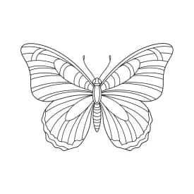 Desenho de Borboleta para Colorir e Imprimir