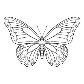 Desenho de Borboleta para Colorir e Imprimir