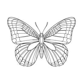 Desenho de Borboleta para Colorir e Imprimir