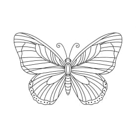Desenho de Borboleta para Colorir e Imprimir Desenho de Borboleta para Colorir e Imprimir
