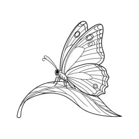 Desenho de Borboleta para Colorir e Imprimir