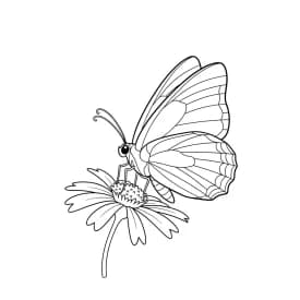 Desenho de Borboleta para Colorir e Imprimir
