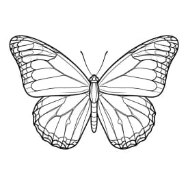 Desenho de Borboleta para Colorir e Imprimir