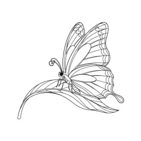 Desenho de Borboleta para Colorir e Imprimir