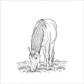 desenho de cavalo para colorir
