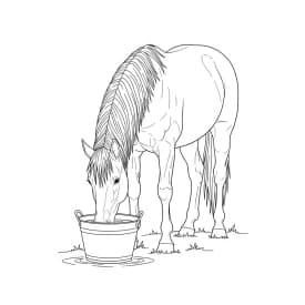 desenho de cavalo para colorir
