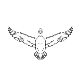 desenho de Duck para colorir