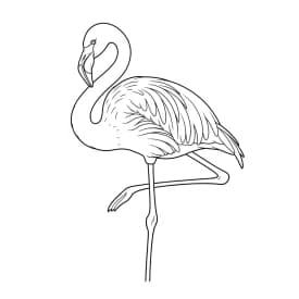 desenho de Flamingo para imprimir e colorir