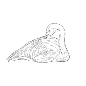 desenho de Flamingo para imprimir e colorir