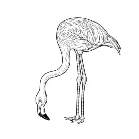 desenho de Flamingo para imprimir e colorir