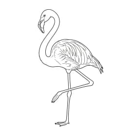 desenho de Flamingo para imprimir e colorir