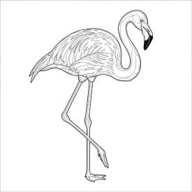 desenho de Flamingo para imprimir e colorir