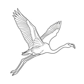 desenho de Flamingo para imprimir e colorir