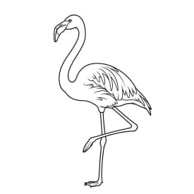 desenho de Flamingo para imprimir e colorir