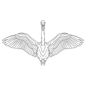 desenho de Flamingo para imprimir e colorir