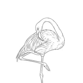 desenho de Flamingo para imprimir e colorir