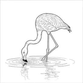 desenho de Flamingo para imprimir e colorir