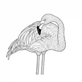 desenho de Flamingo para imprimir e colorir