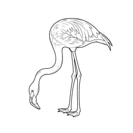 desenho de Flamingo para imprimir e colorir