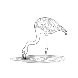 desenho de Flamingo para imprimir e colorir