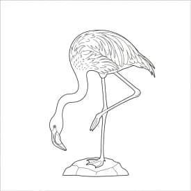desenho de Flamingo para imprimir e colorir