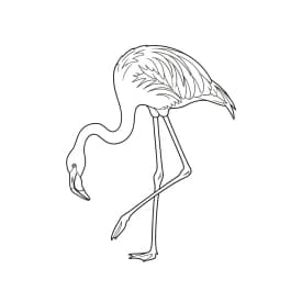 desenho de Flamingo para imprimir e colorir