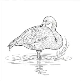 desenho de Flamingo para imprimir e colorir