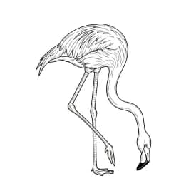 desenho de Flamingo para imprimir e colorir