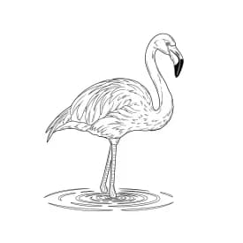 desenho de Flamingo para imprimir e colorir