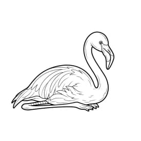desenho de Flamingo para imprimir e colorir