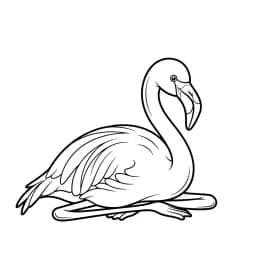 desenho de Flamingo para imprimir e colorir