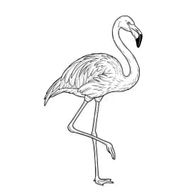 desenho de Flamingo para imprimir e colorir