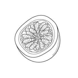 desenho de frutas para colorir