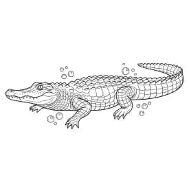 desenho de jacaré para colorir