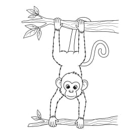 desenho de macaca para colorir